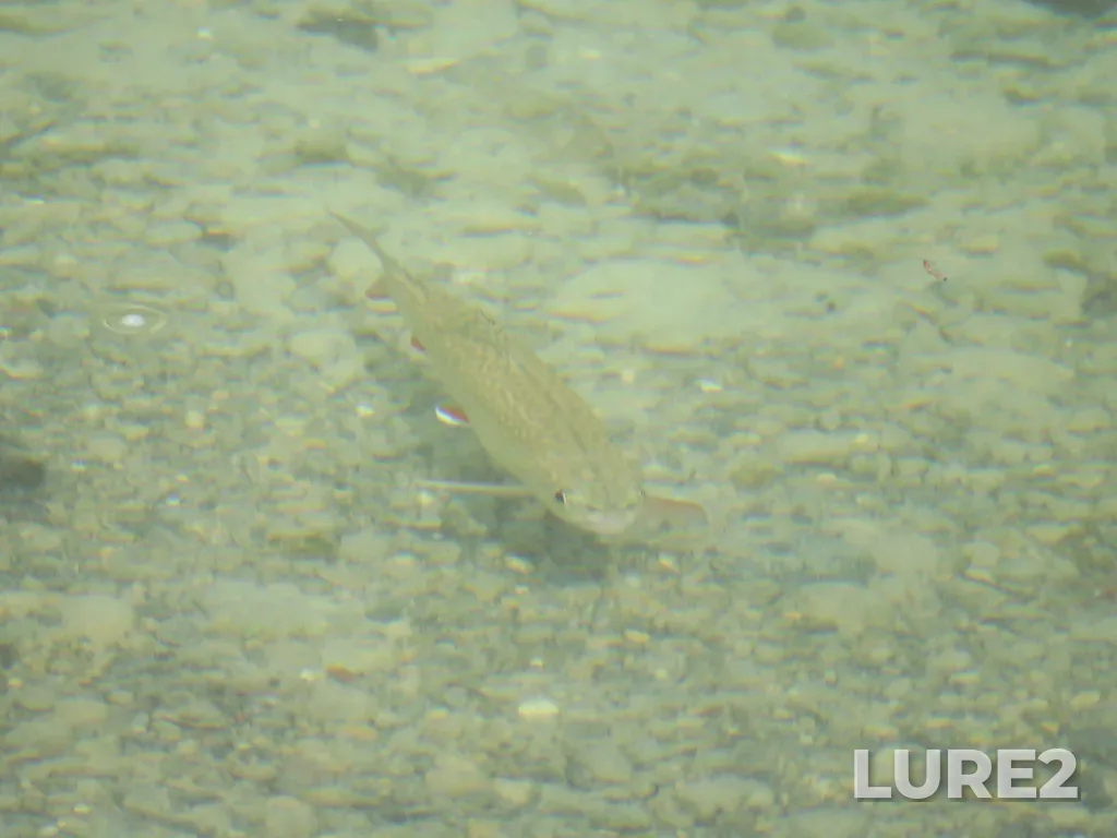 Brook trout — Kicking Horse River, May 30, 2020, 11:34 AM
