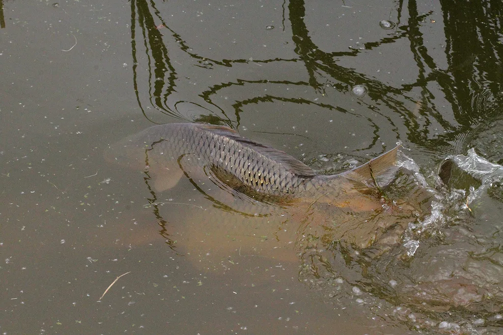 Carp — Muir Lake, Jun 2, 2020
