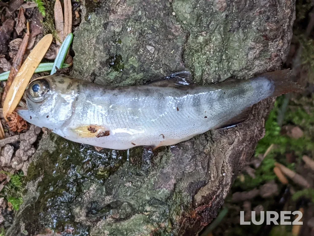 Coho salmon — Queen Charlotte Channel, Jun 05, 2020, 6:22 PM