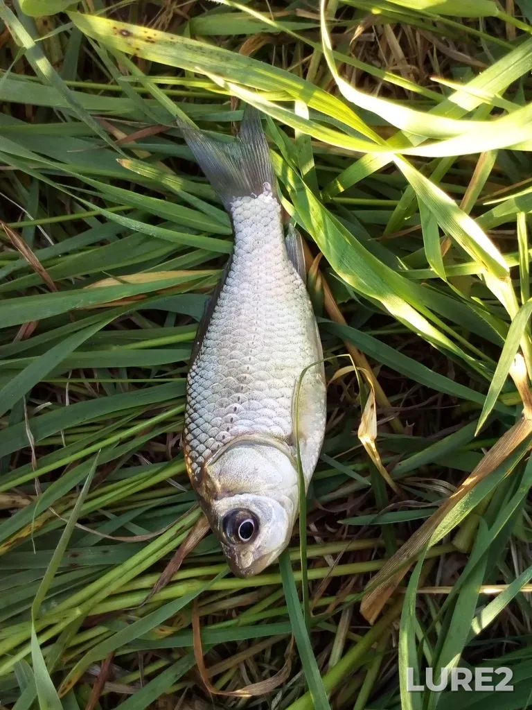 Crucian carp — Kostroma, Jun 06, 2020, 7:14 PM