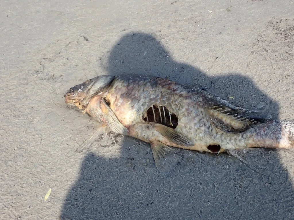 Carp — Beaconia Lake, Jun 7, 2020