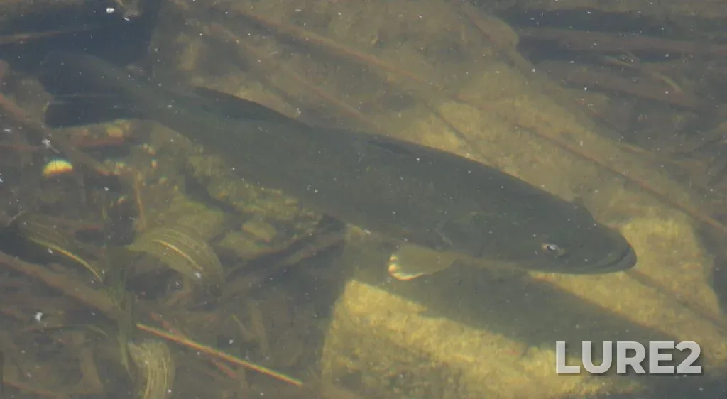 Largemouth bass — Camden Lake, Jun 08, 2020, 1:29 PM