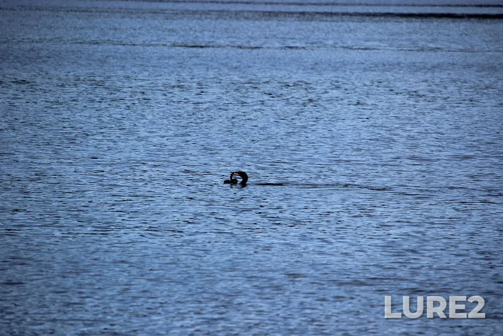 European eel — Quidi Vidi Lake, Jun 10, 2020, 4:04 PM