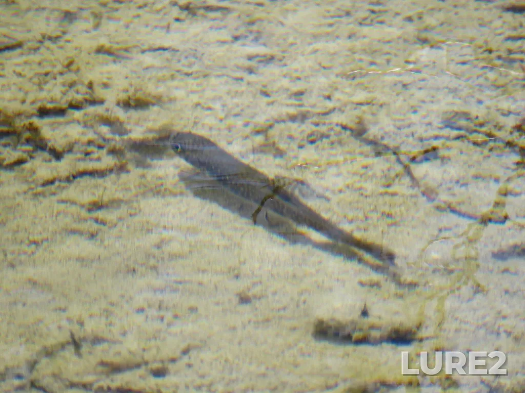 Brook trout — Mistaya River, Jun 09, 2020, 2:10 PM