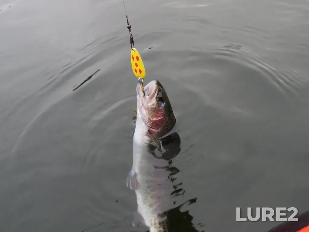 Rainbow trout — Lost Horse Lake, Jun 11, 2020, 7:53 PM
