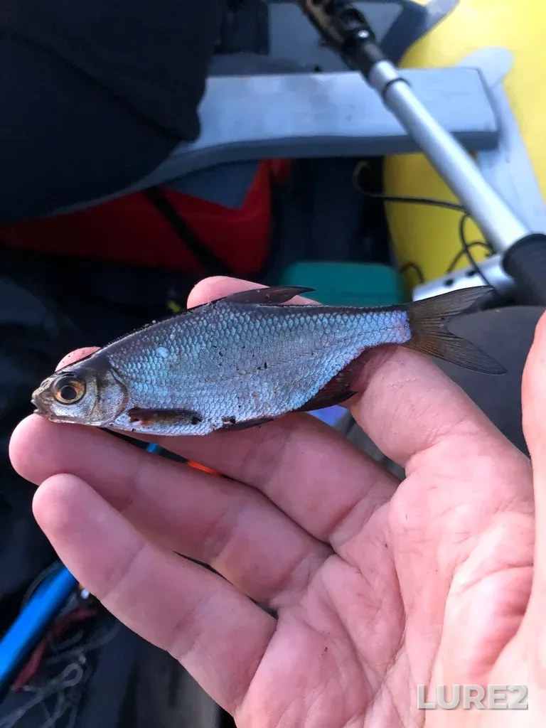 White bream — Ilenguba, Jun 12, 2020, 11:37 PM