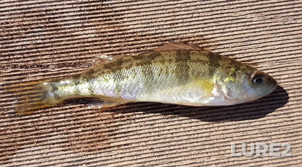 Yellow perch — Balsam Lake, Jun 16, 2020, 9:24 AM