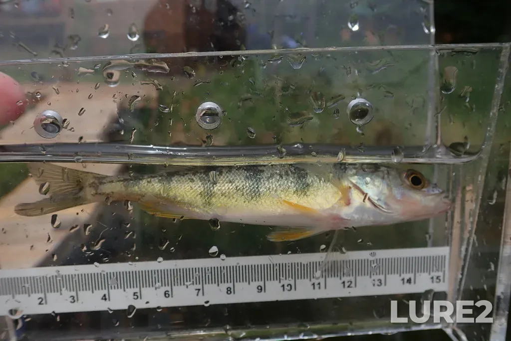 Yellow perch — Mallard Lake, Jun 20, 2020, 2:18 PM