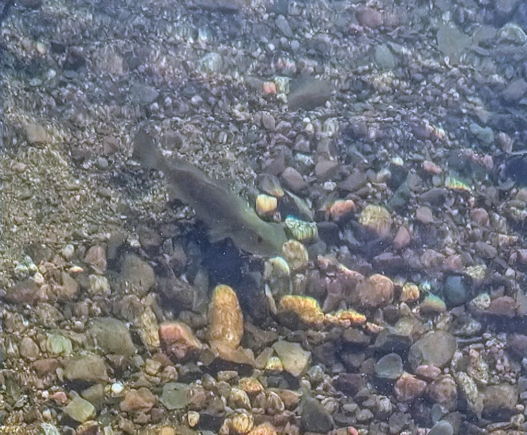 Smallmouth bass — Chamcook Lake, Jun 22, 2020