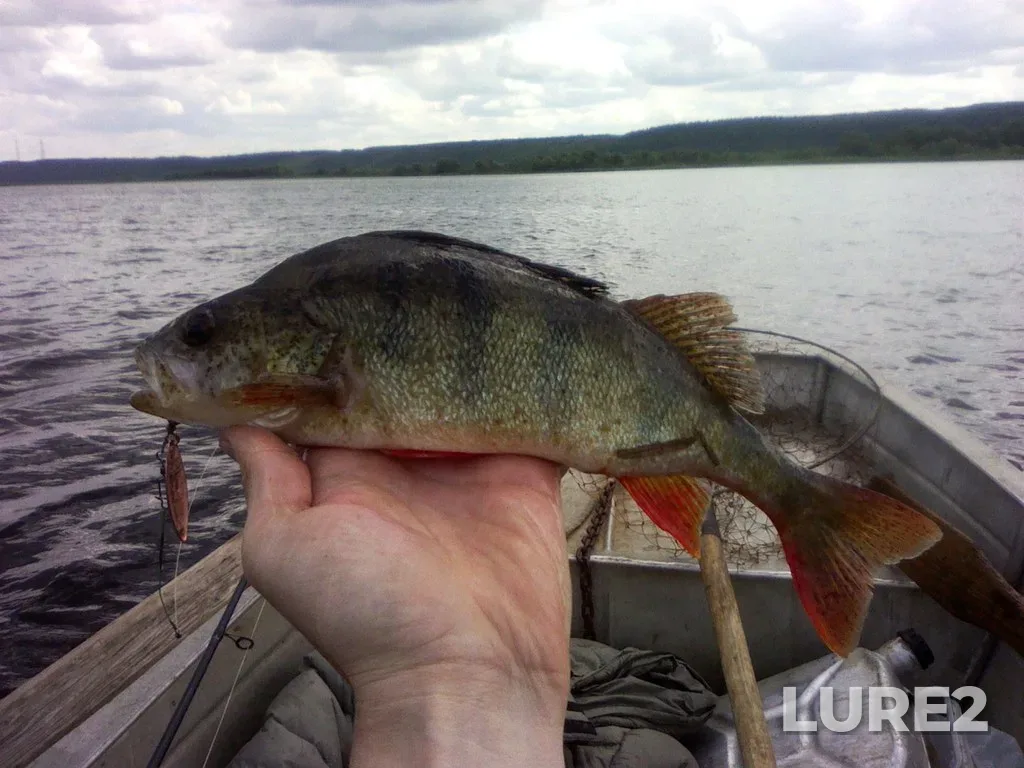 Perch — Kuybyshevskoye, Jul 17, 2014, 5:54 PM