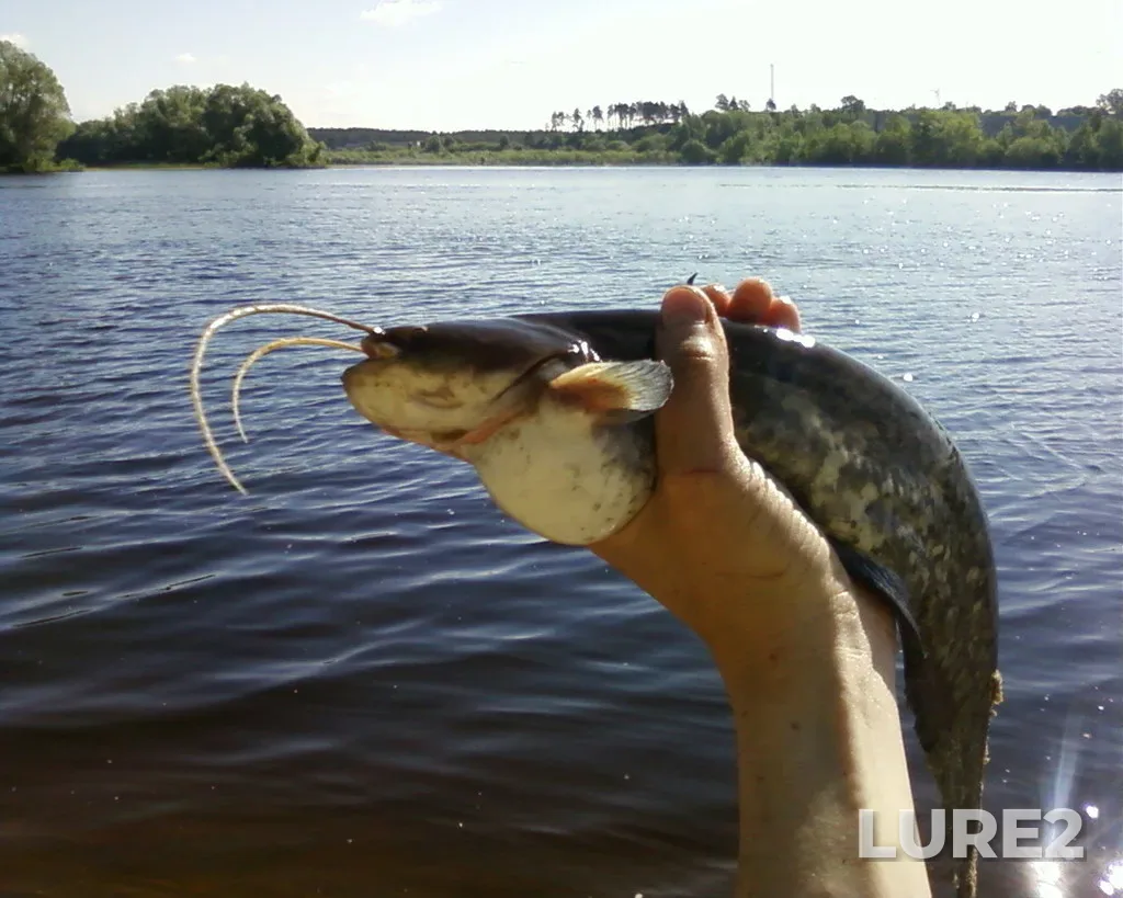 Wels catfish — Kuybyshevskoye, Jun 18, 2012, 9:13 AM