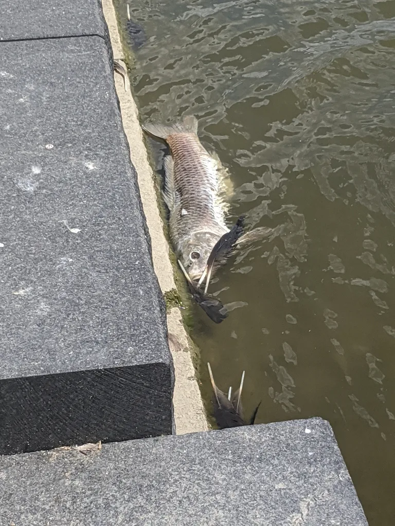 Carp — The Lake, Jun 26, 2020