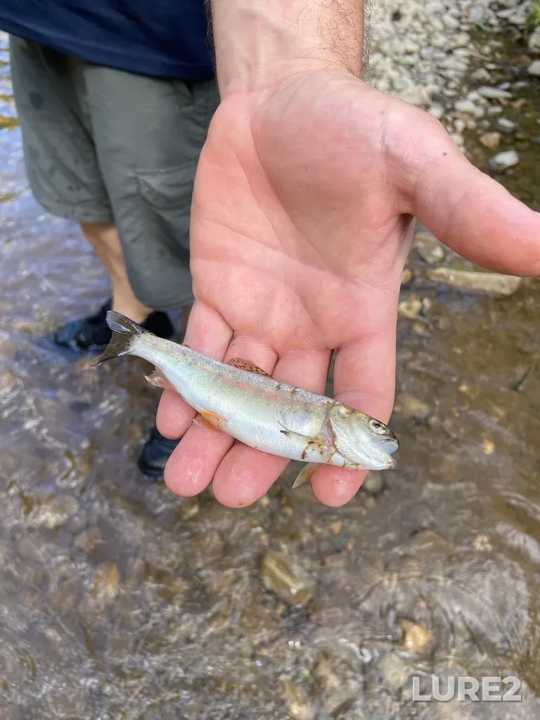 Rainbow trout — Nottawasaga River, Jun 27, 2020, 4:20 PM