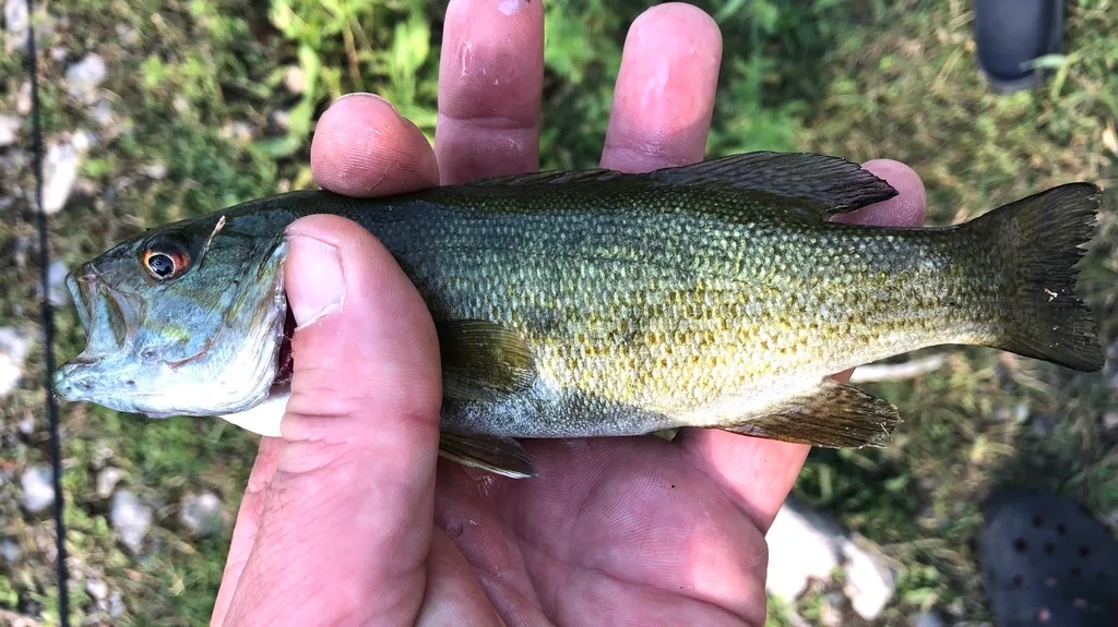 Smallmouth bass — Kagawong River, Jun 29, 2020