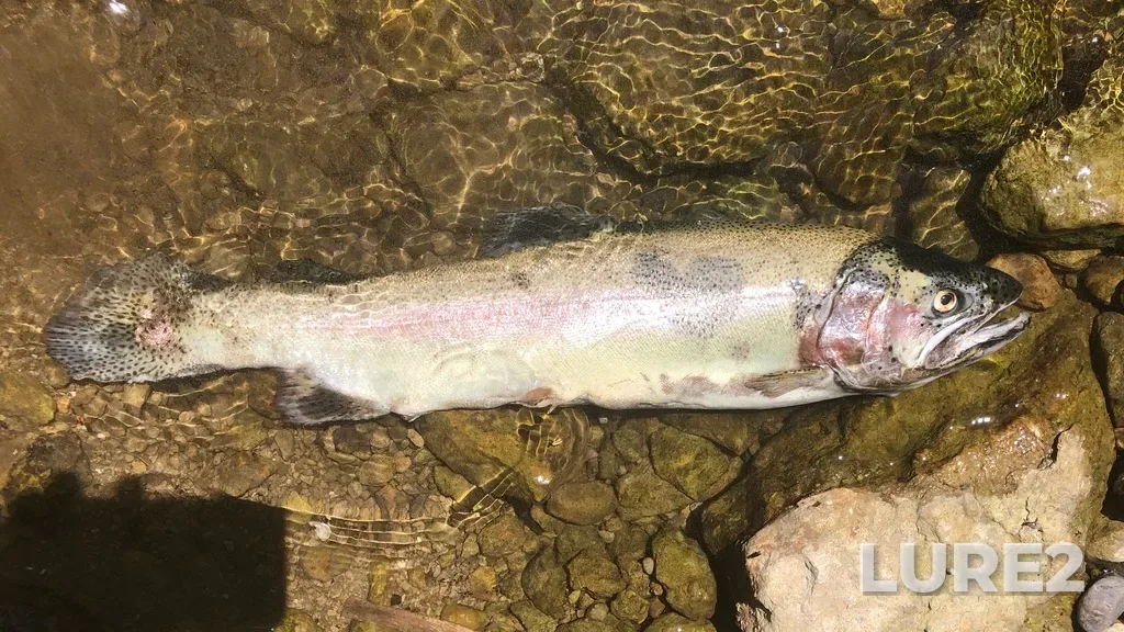 Rainbow trout — Kagawong River, Jun 29, 2020, 3:30 PM
