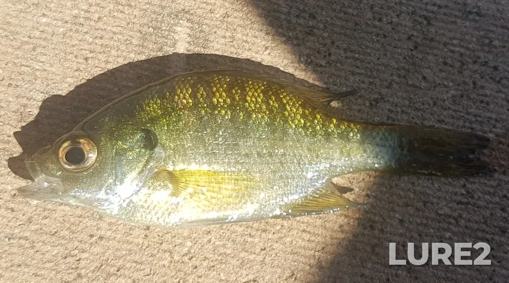 Bluegill — Balsam Lake, Jul 01, 2020, 9:52 AM