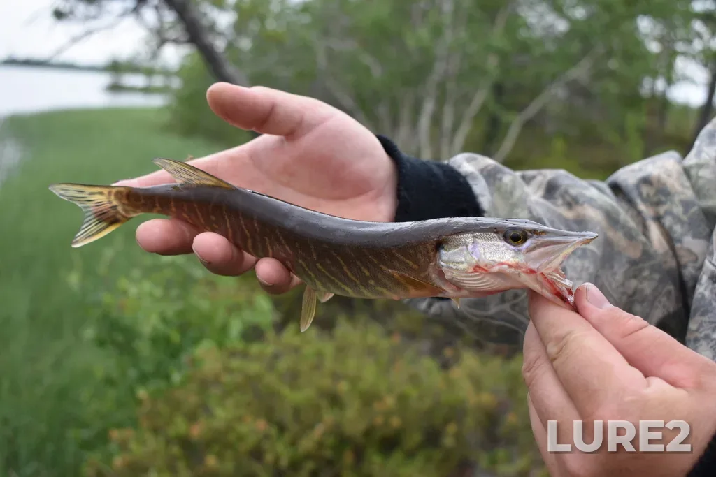 Pike — Kolyngtor, Jun 12, 2020