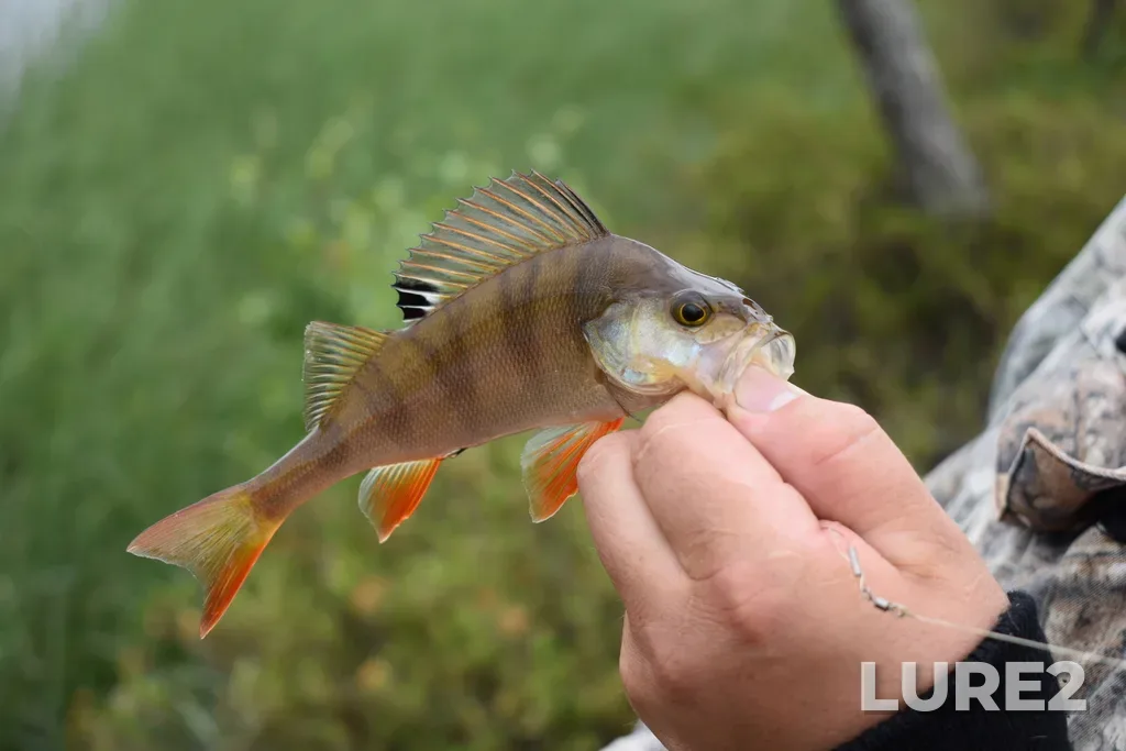 Perch — Kolyngtor, Jun 12, 2020