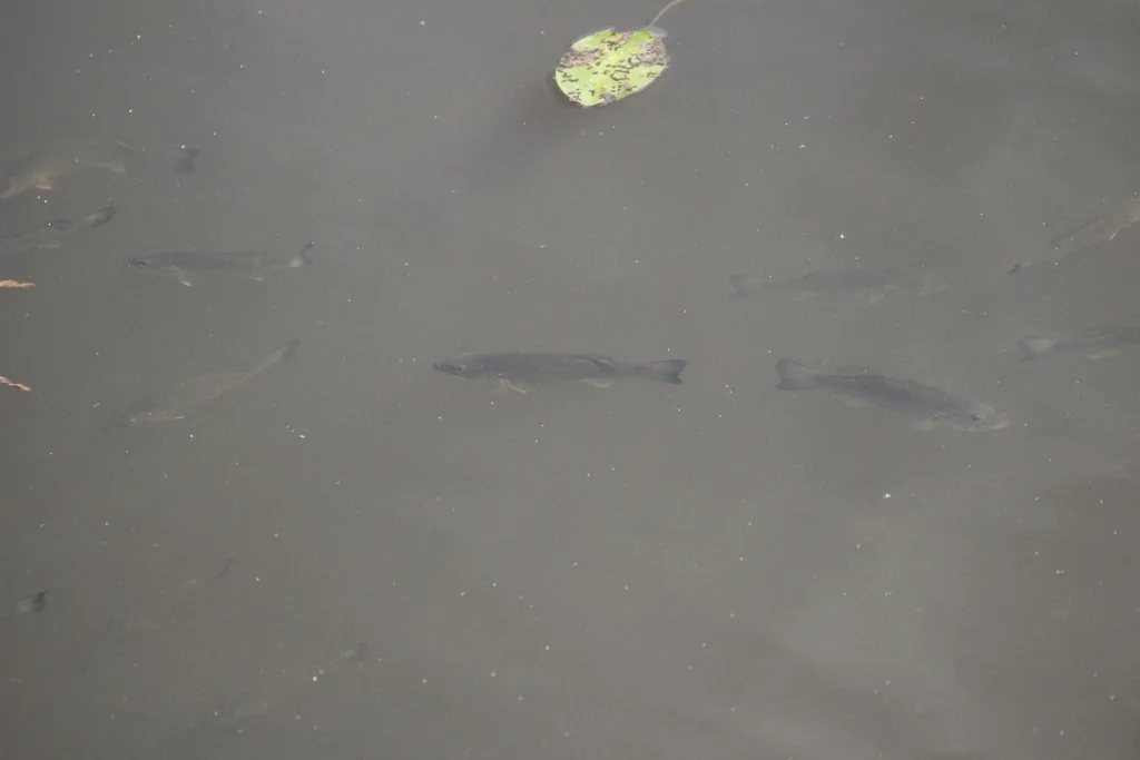 Smallmouth bass — Slate River, Jul 12, 2020