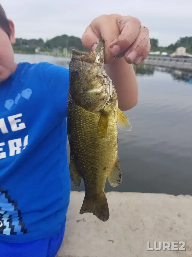 Largemouth bass — Desbarats River, Jul 14, 2020, 10:21 AM