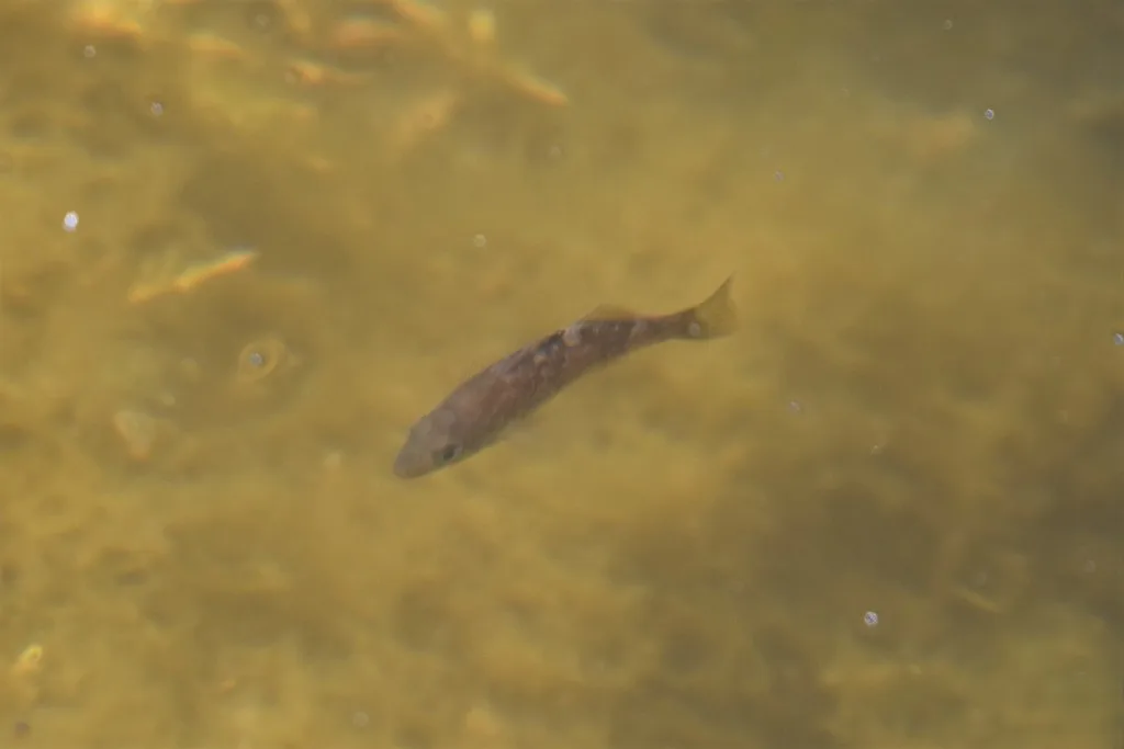 Rockfish — Wickaninnish Bay, Jul 17, 2020