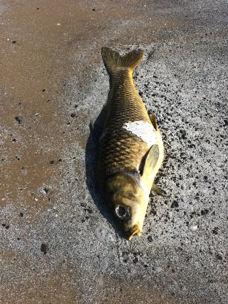 Carp — Outlet River, Jul 18, 2020