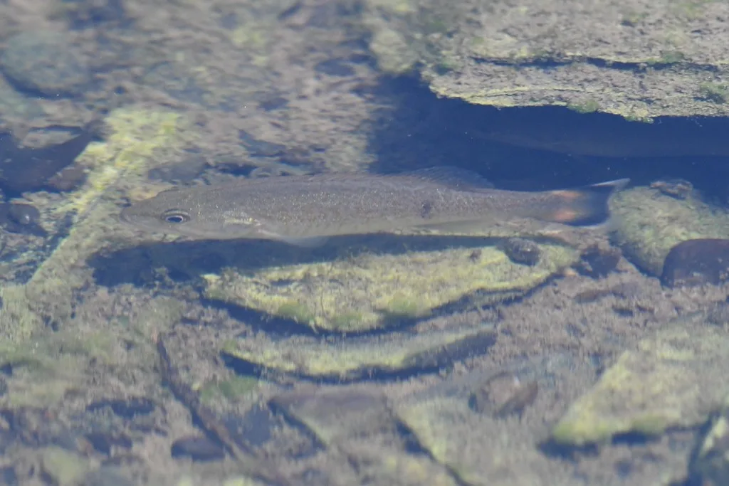 Smallmouth bass — Rivière aux Brochets, Jul 19, 2020