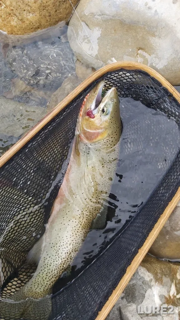Cutthroat trout — Blackstone River, Jul 19, 2020, 1:52 PM