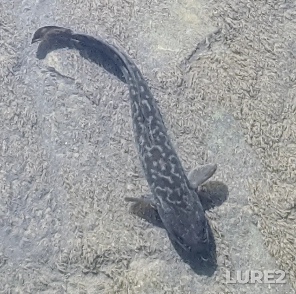 Burbot — Milk River, Jul 22, 2020, 10:57 PM
