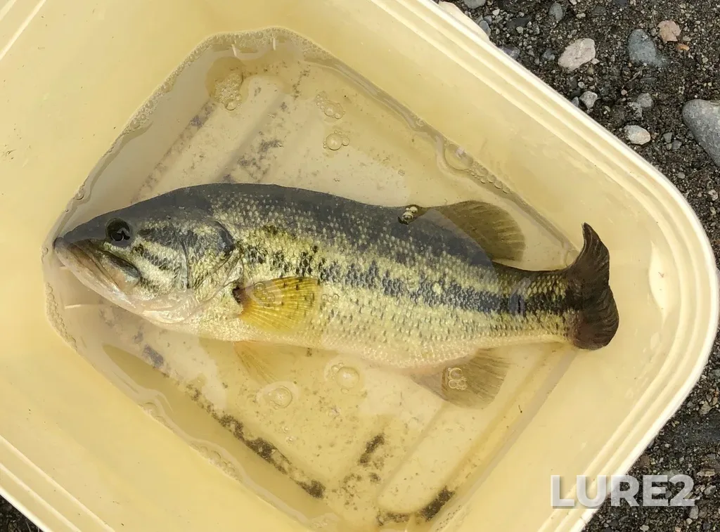 Largemouth bass — Campbell River, Jul 23, 2020, 3:00 PM