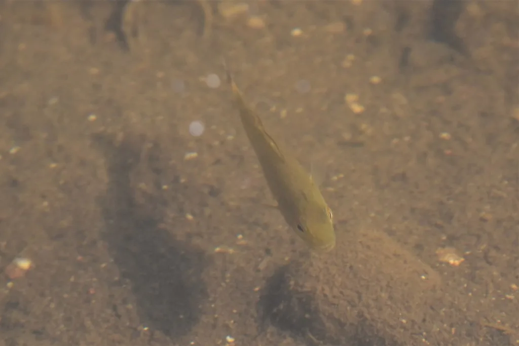 Smallmouth bass — Eramosa River, Jul 27, 2020