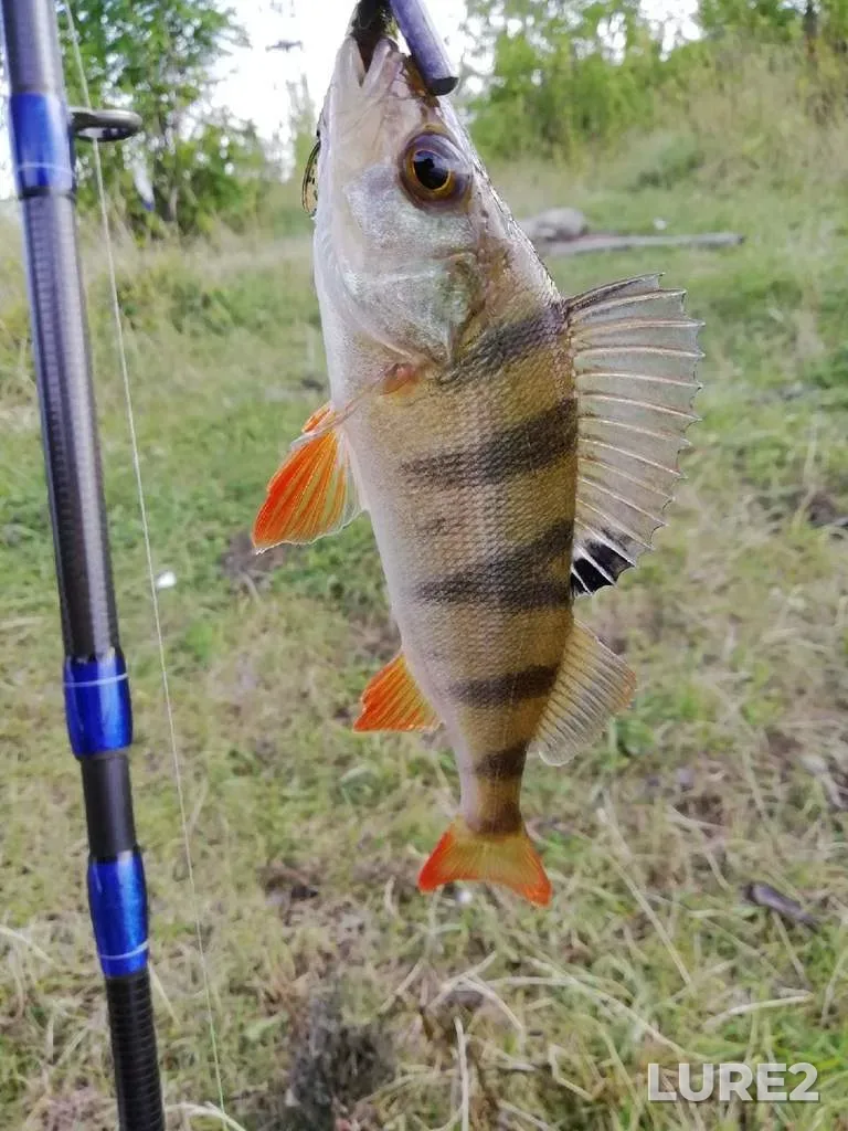 Perch — Karmanovskoye, Jul 29, 2020, 6:46 PM