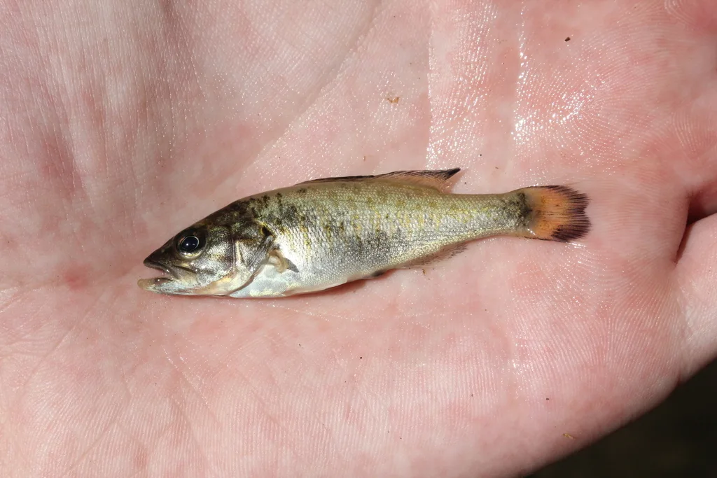 Smallmouth bass — North Thames River, Jul 29, 2020