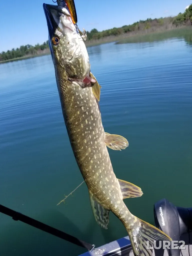 Pike — Desbarats River, Aug 01, 2020, 12:03 PM