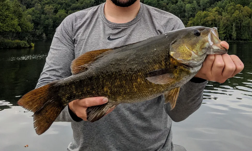 Smallmouth bass — Rivière Kiamika, Sep 3, 2018