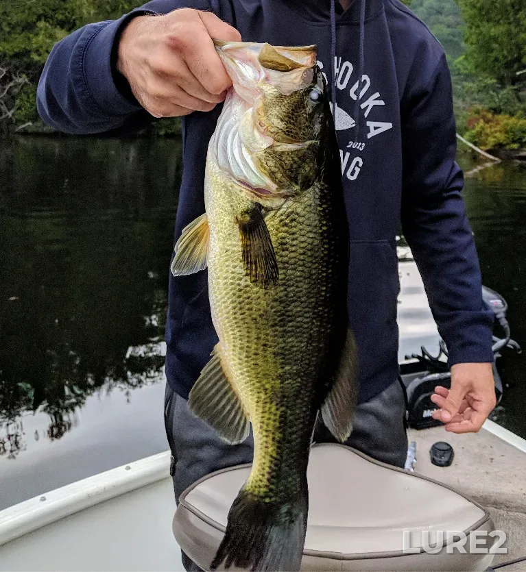 Largemouth bass — Rivière Kiamika, Sep 03, 2018, 8:44 AM
