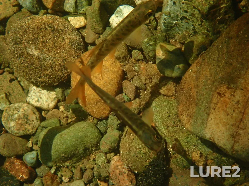 Coho salmon — Tsolum River, Jul 30, 2020, 1:38 PM