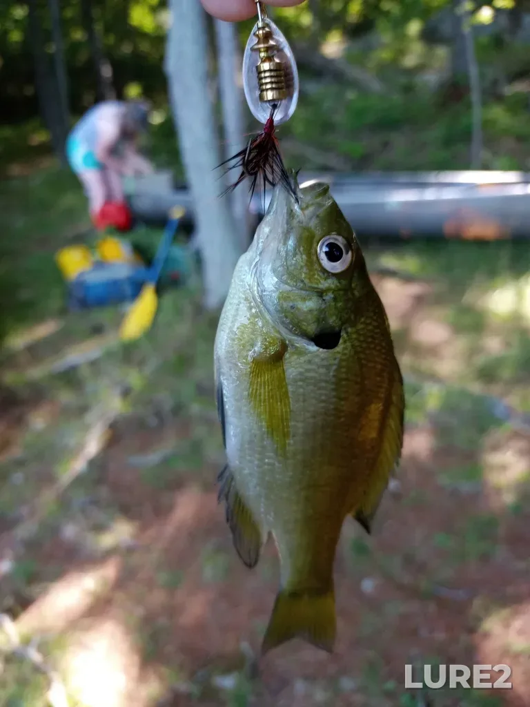 Bluegill — Labelle Lake, Aug 06, 2020, 9:59 AM