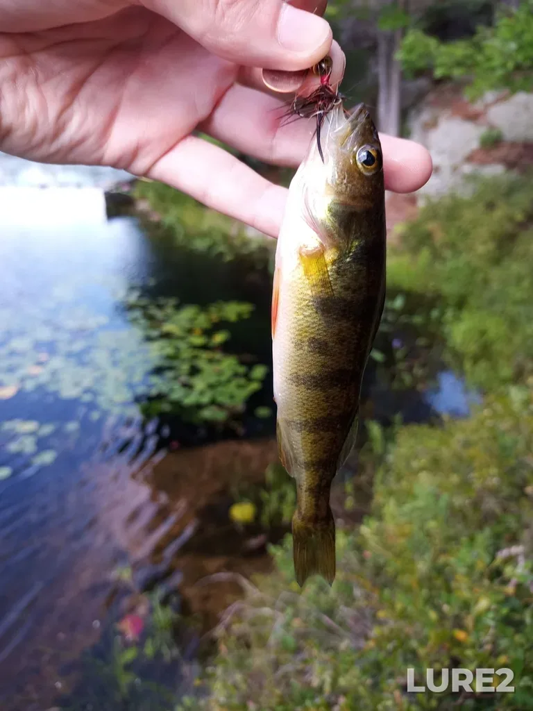 Yellow perch — Big Clear Lake, Aug 05, 2020, 10:03 AM