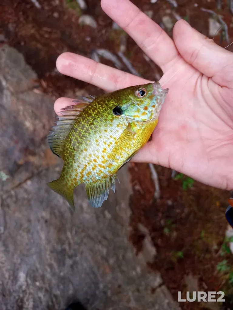 Bluegill — Big Clear Lake, Aug 05, 2020, 8:05 AM
