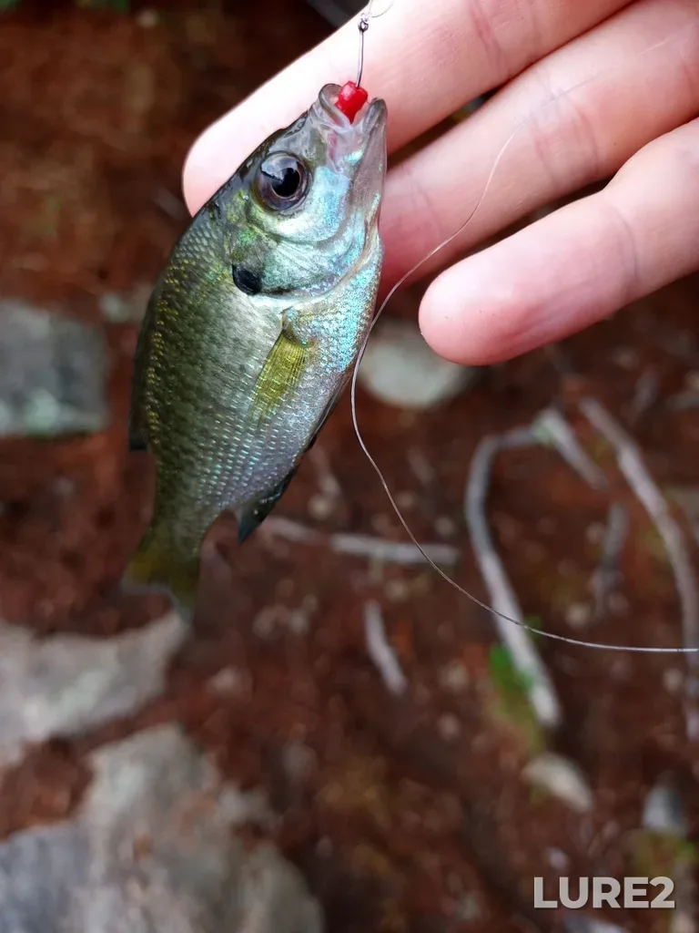 Bluegill — Big Clear Lake, Aug 05, 2020, 8:01 AM