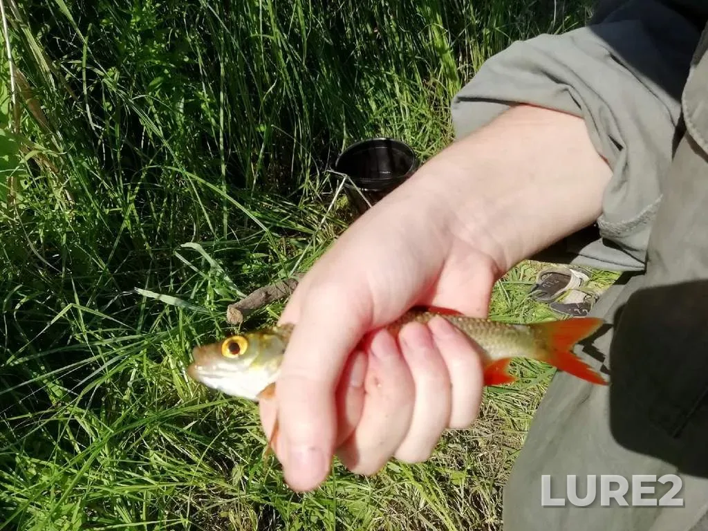 Rudd — Laboda, Aug 08, 2020, 5:34 PM