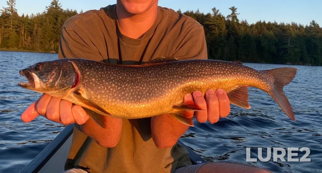 Lake trout — Cache Lake, Aug 11, 2020, 8:10 PM