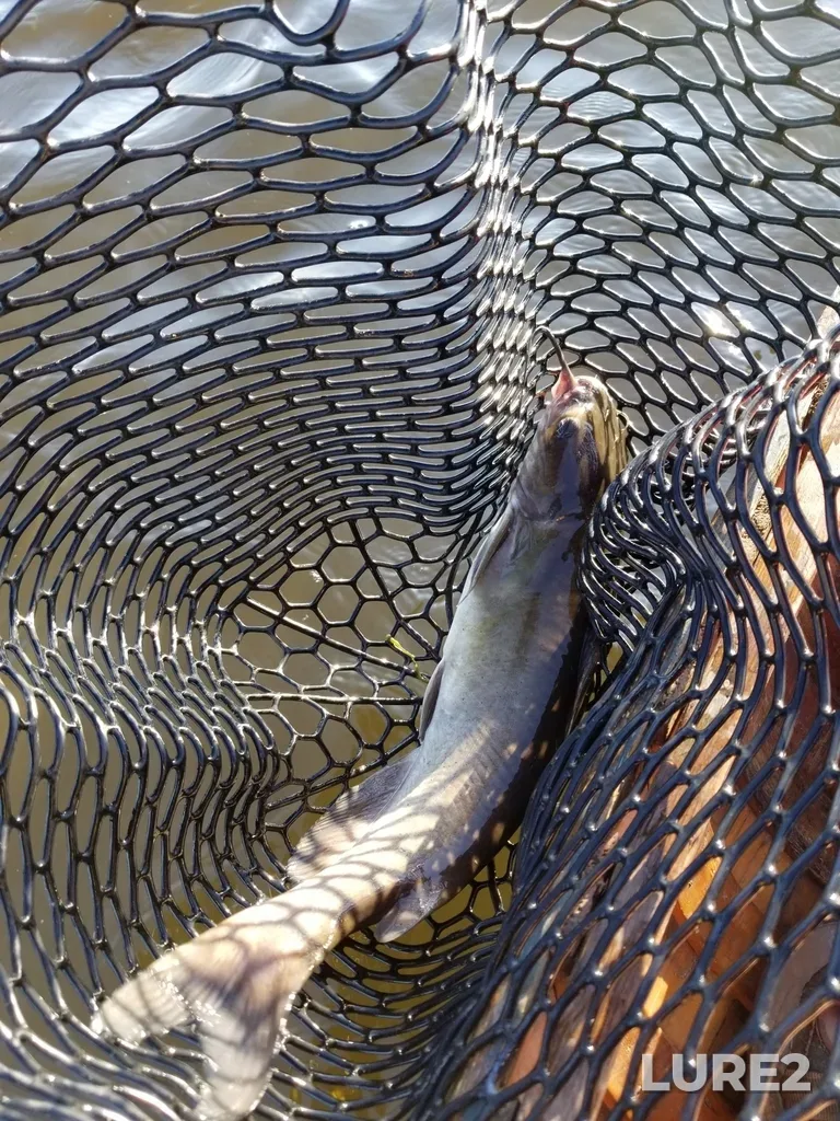 Channel catfish — Ottawa River, Aug 15, 2020, 6:37 PM