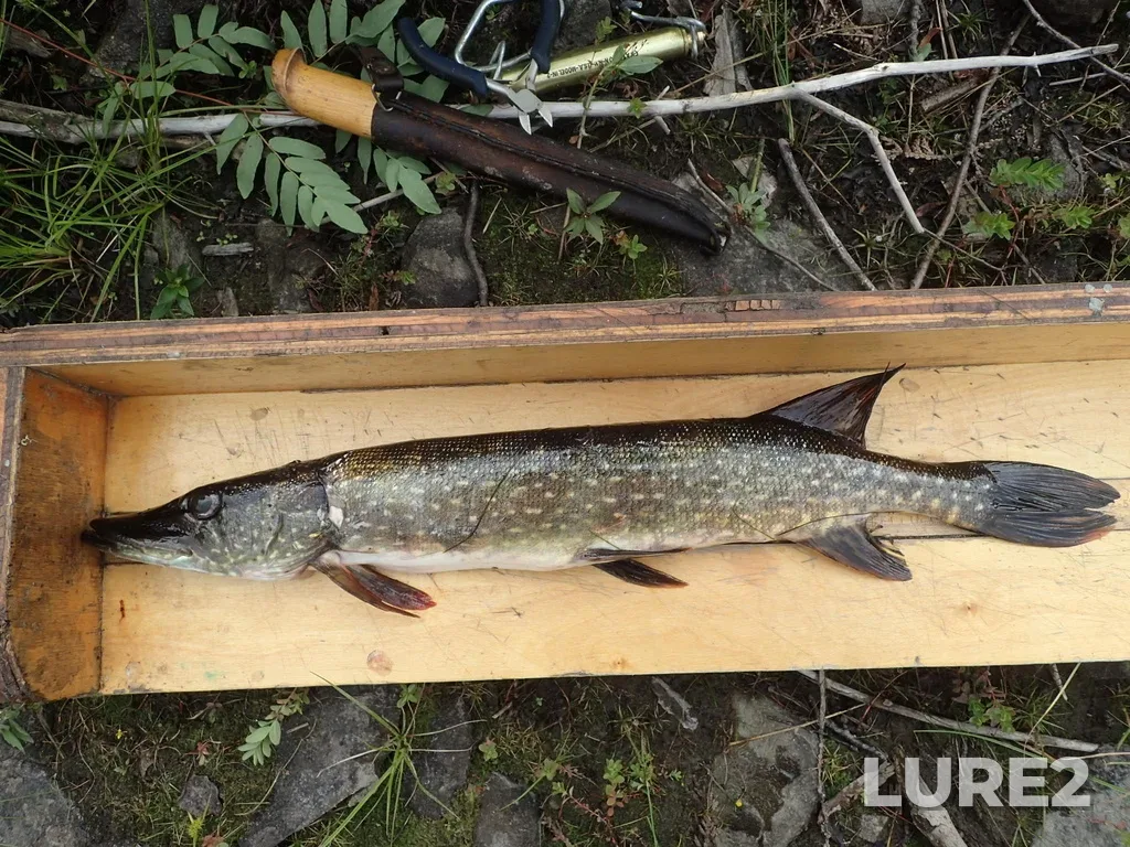 Pike — Postagoni River, Aug 19, 2020, 8:59 AM