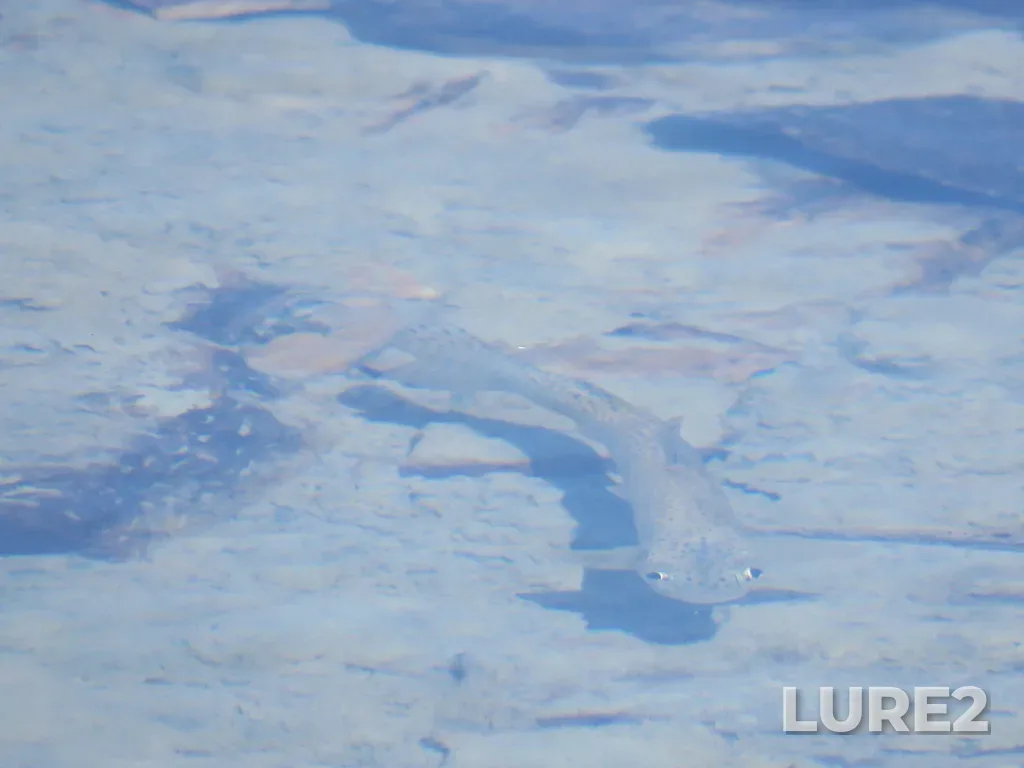 Cutthroat trout — Myosotis Lake, Jul 30, 2020, 1:43 PM