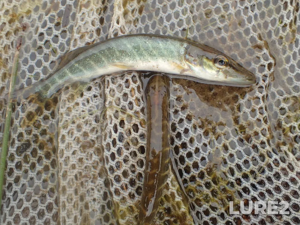 Pike — Postagoni River, Aug 20, 2020, 12:02 PM