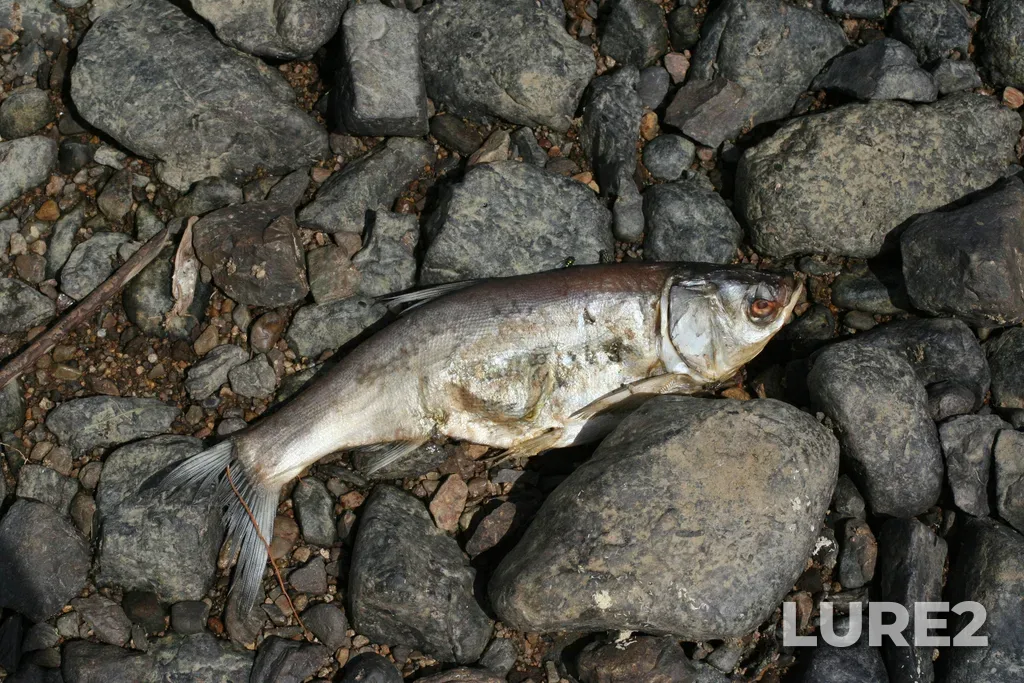 Silver carp — Russia, Khabarovskiy Kray, Khabarovsk District, the right bank of the Amurskaya Protoka arm of the Amur River (joint with the Ussuri River) just downstream of the Sosnensliy brook mouth , Jul 24, 2020, 3:19 PM