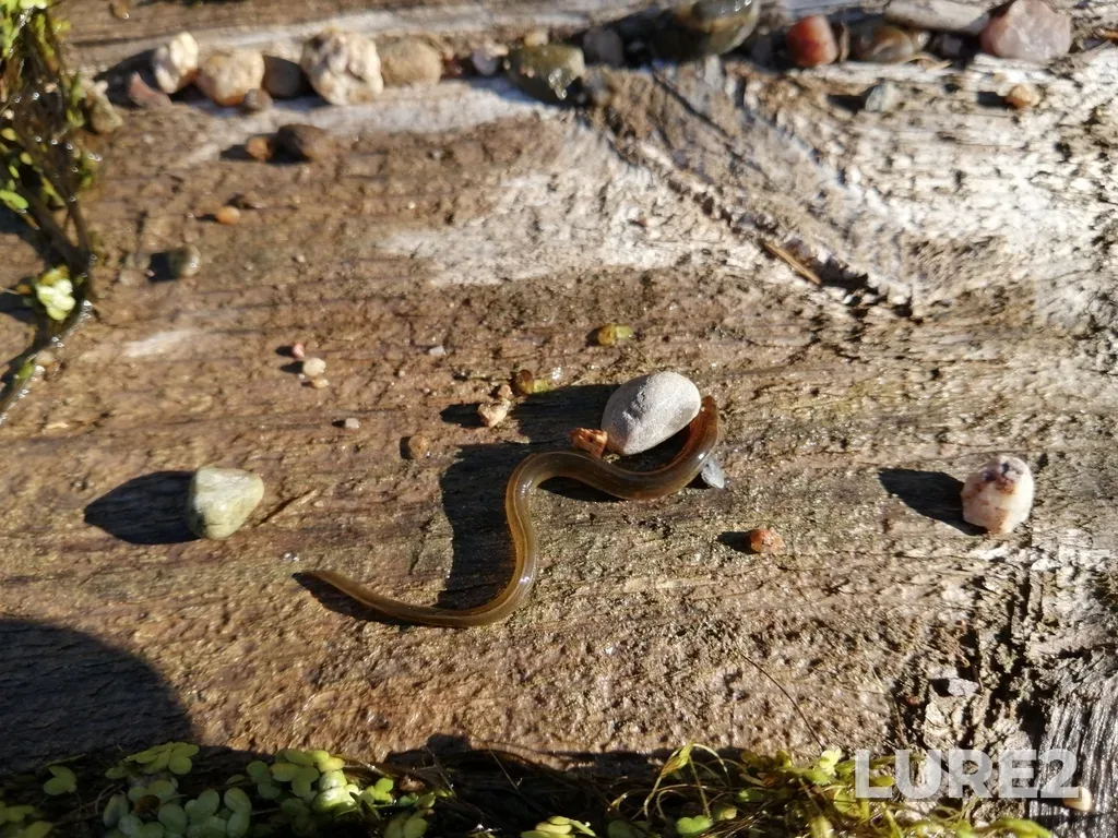 European eel — Cornwallis River, Aug 21, 2020, 8:55 AM