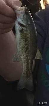 Largemouth bass — Rabbit Lake, Aug 27, 2017
